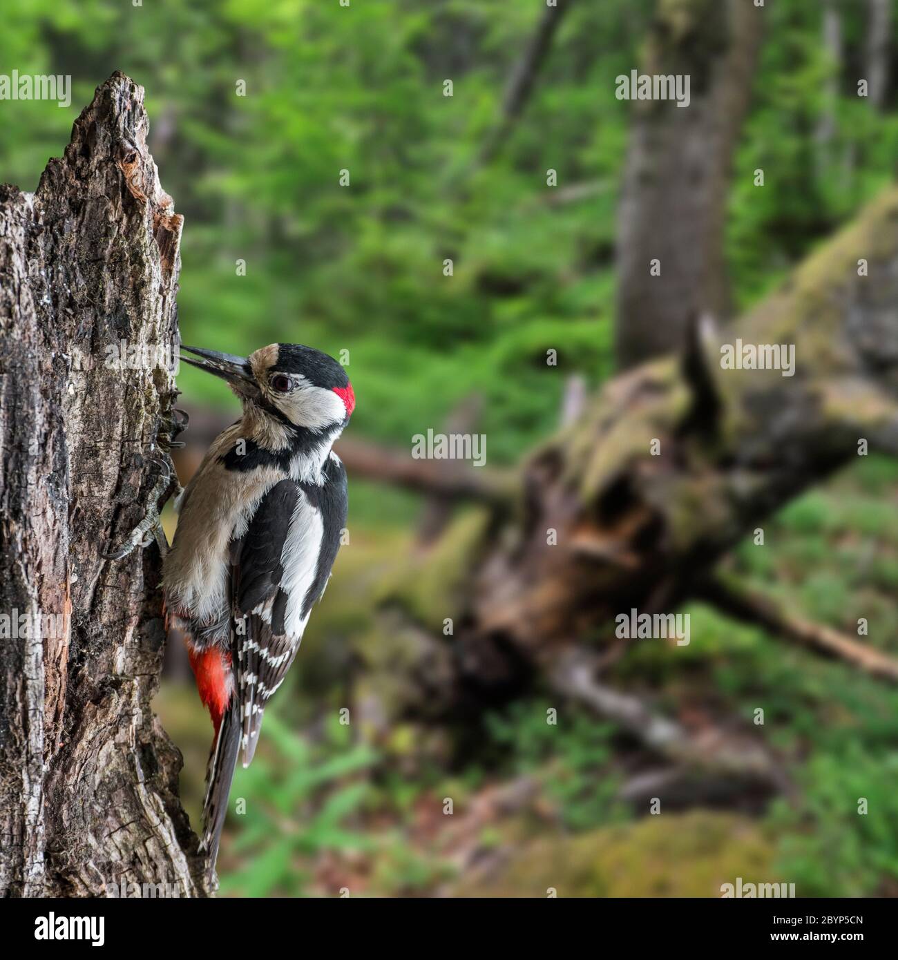 Buntspecht / Großspecht (Dendrocopos major) Männchen auf der Nahrungssuche auf Baumstumpf im Wald Stockfoto
