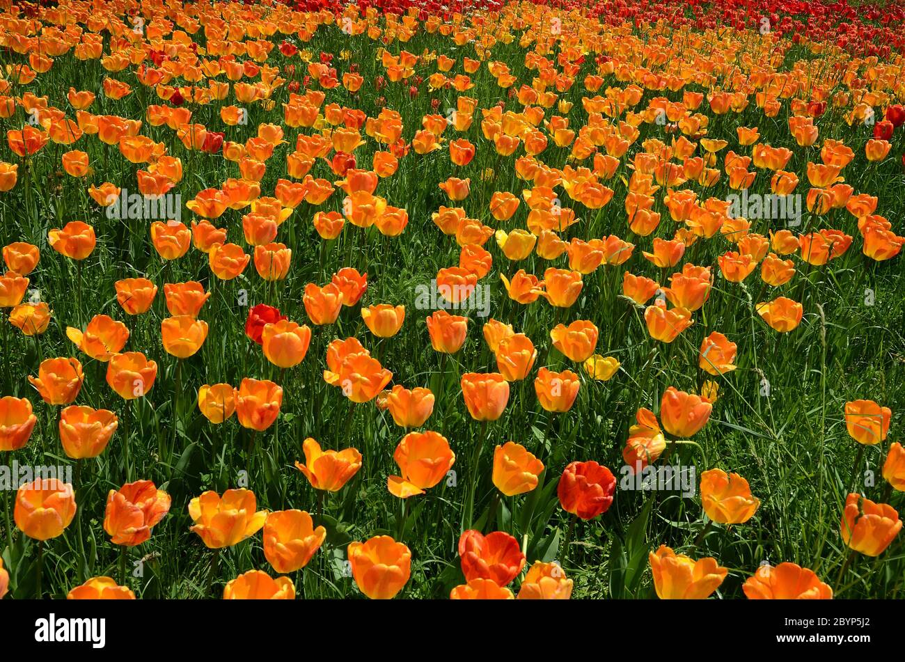 Tulps am Mainau am Bodensee Stockfoto
