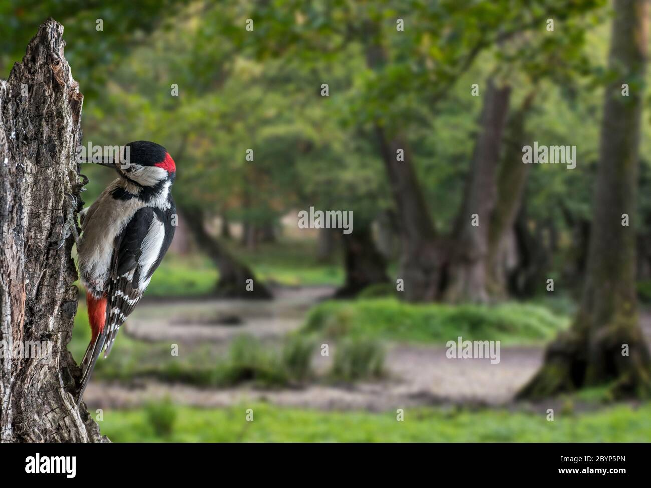 Buntspecht / Großspecht (Dendrocopos major) Männchen, das auf Baumstumpf im Wald hämmert Stockfoto