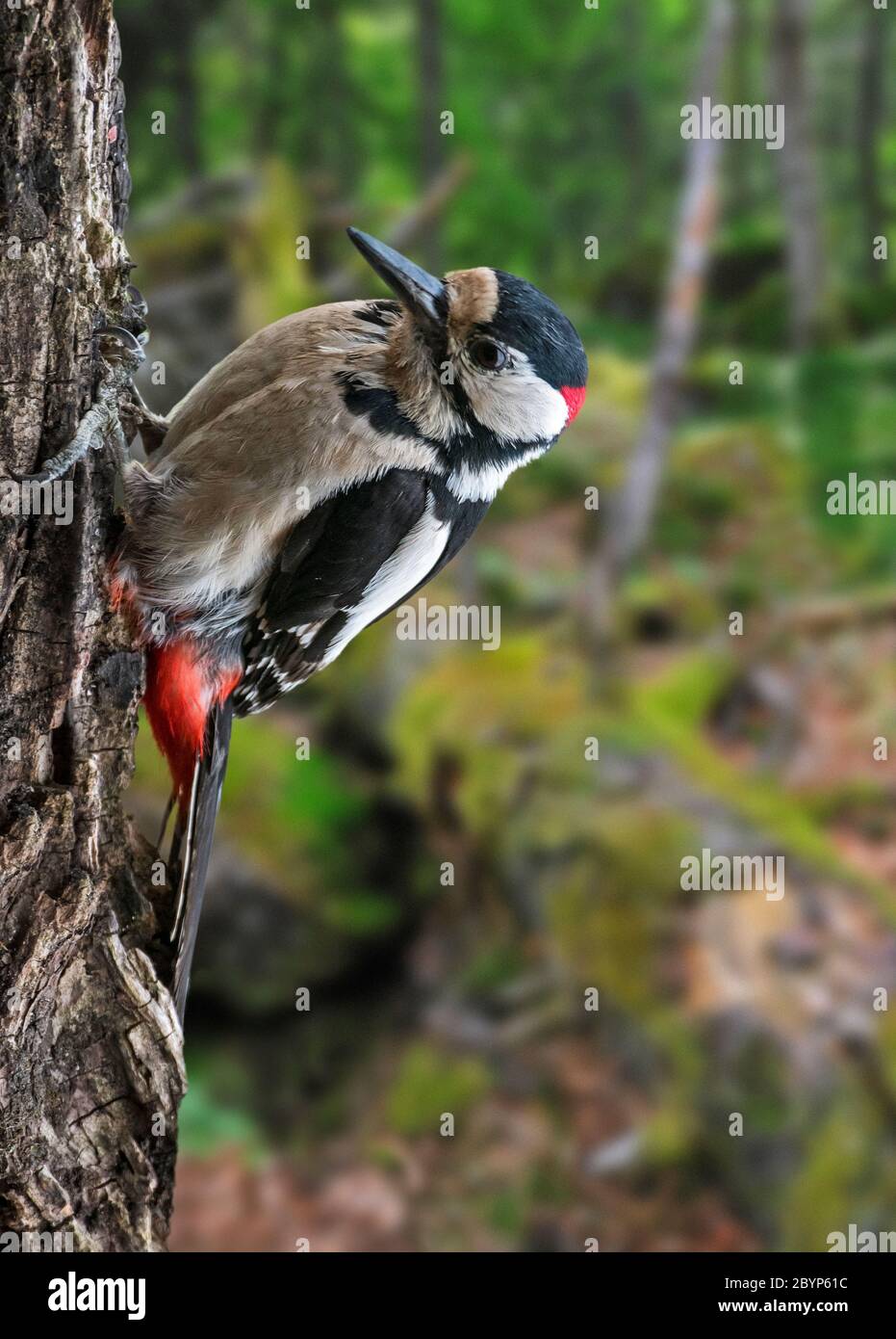 Buntspecht / Großspecht (Dendrocopos major) Männchen auf der Nahrungssuche auf Baumstamm im Wald Stockfoto