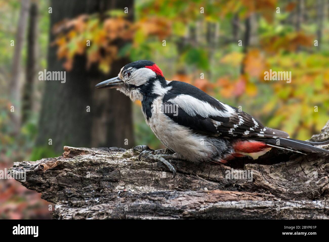 Buntspecht / Großspecht (Dendrocopos major) Männchen auf der Nahrungssuche auf Baumstumpf im Wald im Herbst Stockfoto