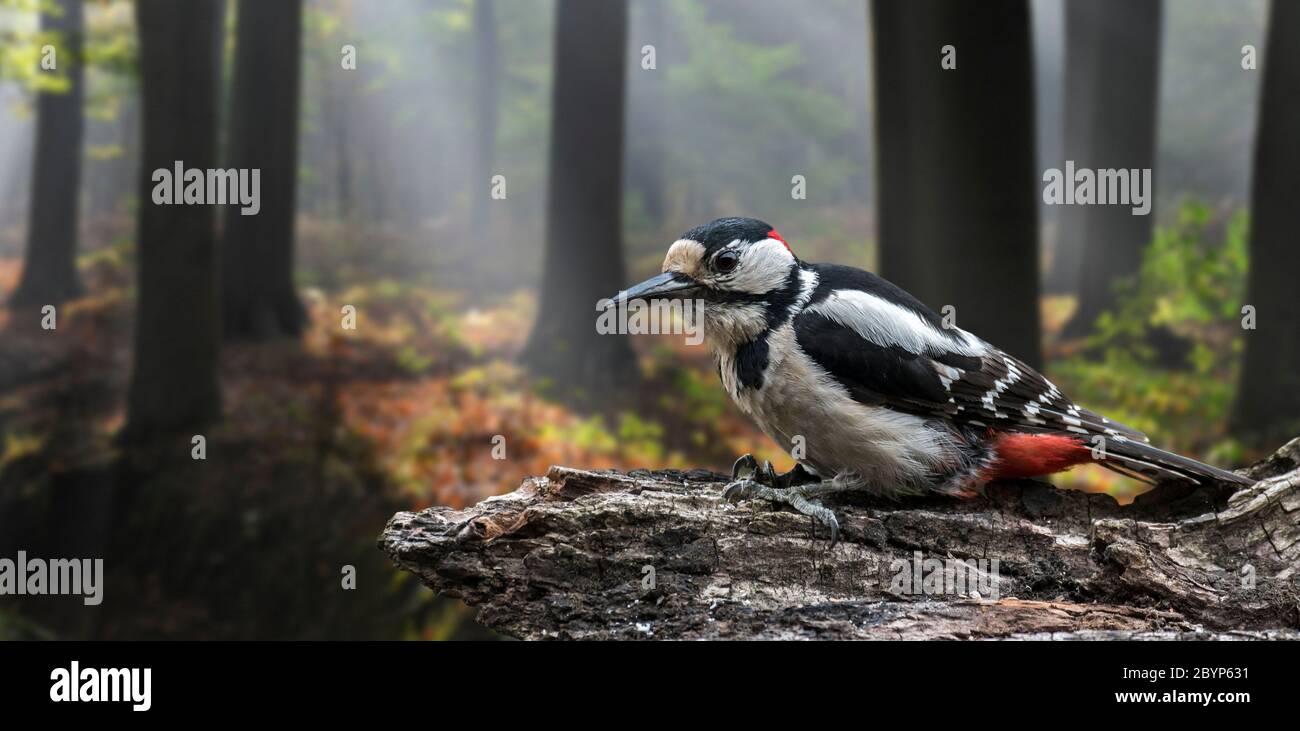 Buntspecht / Großspecht (Dendrocopos major) Männchen auf der Nahrungssuche auf Baumstumpf in Laubwald Stockfoto