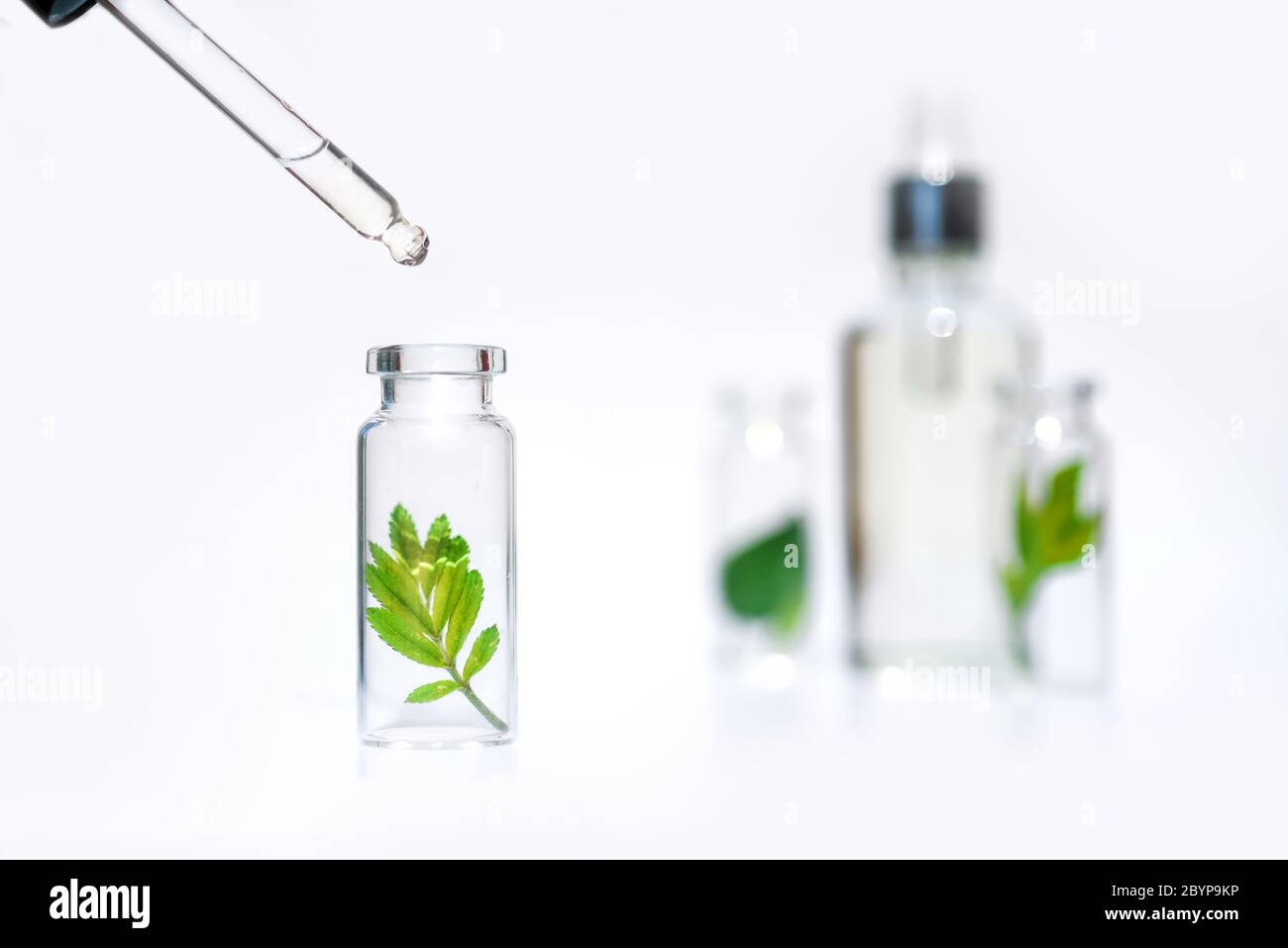 Kräuterflaschen, natürliches ätherisches Öl, Bio-Kosmetik auf weißem Hintergrund Stockfoto