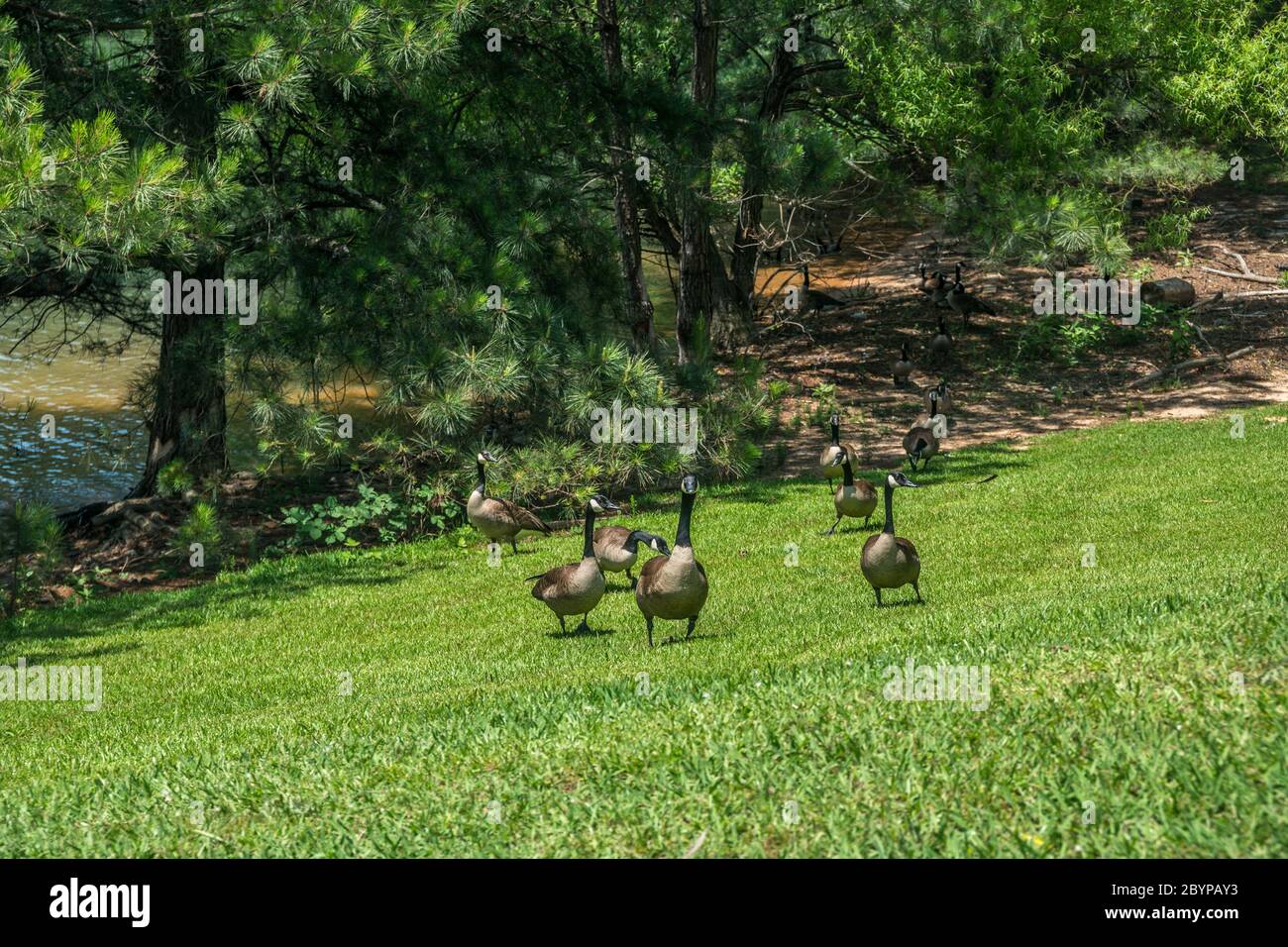 Neugierige Gruppe kanadischer Gänse, die von der Küste am See den Hügel hinauf laufen, um zu sehen, ob es an einem hellen sonnigen Tag im Sommer Futter gibt Stockfoto