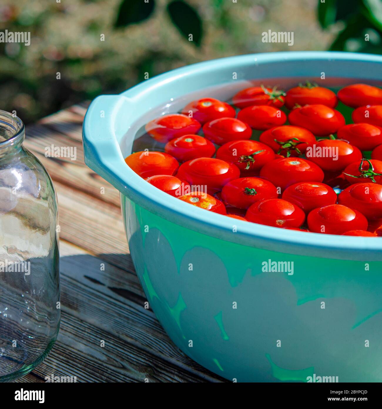 Ernte von roten reifen Tomaten vor der Winterkonservierung in Gläsern Stockfoto