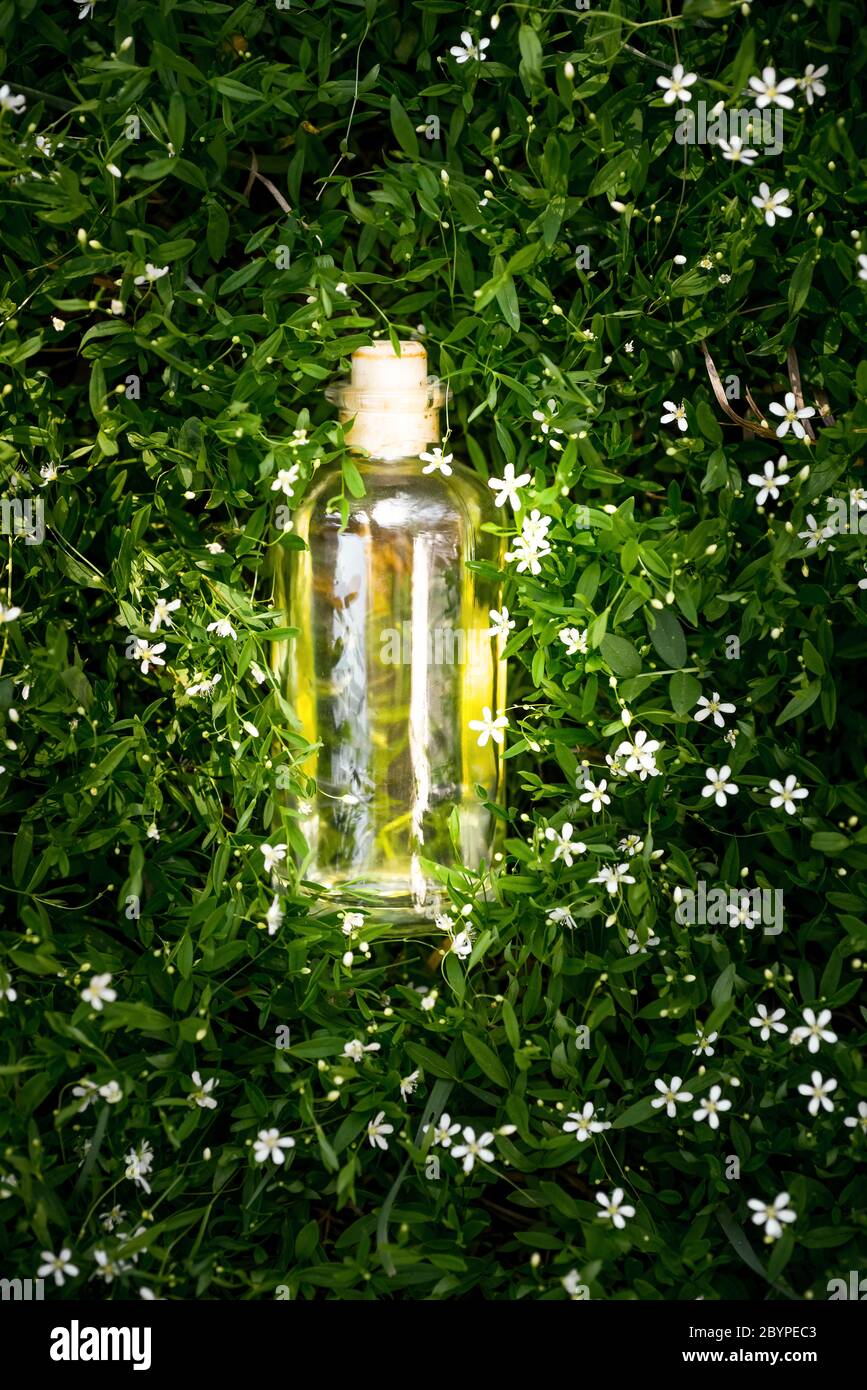 Natürliches Bio-Öl in der Flasche, grün grasigen Hintergrund Konzept eco Speiseöl Stockfoto