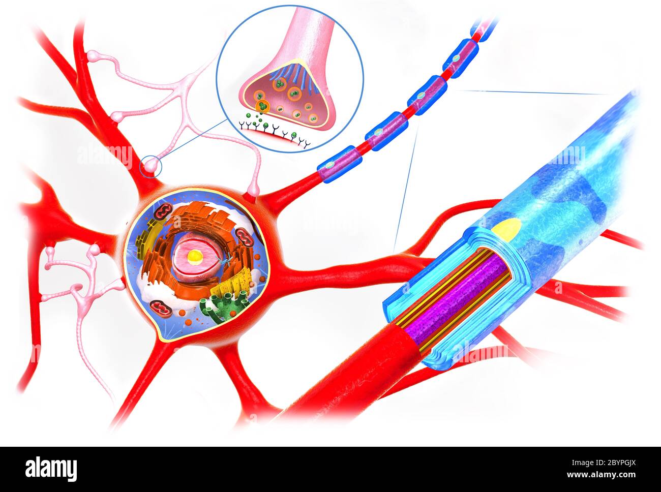 Querschnitt eines Neurons, Funktion und Zellbildung - 3d-Illustration Stockfoto