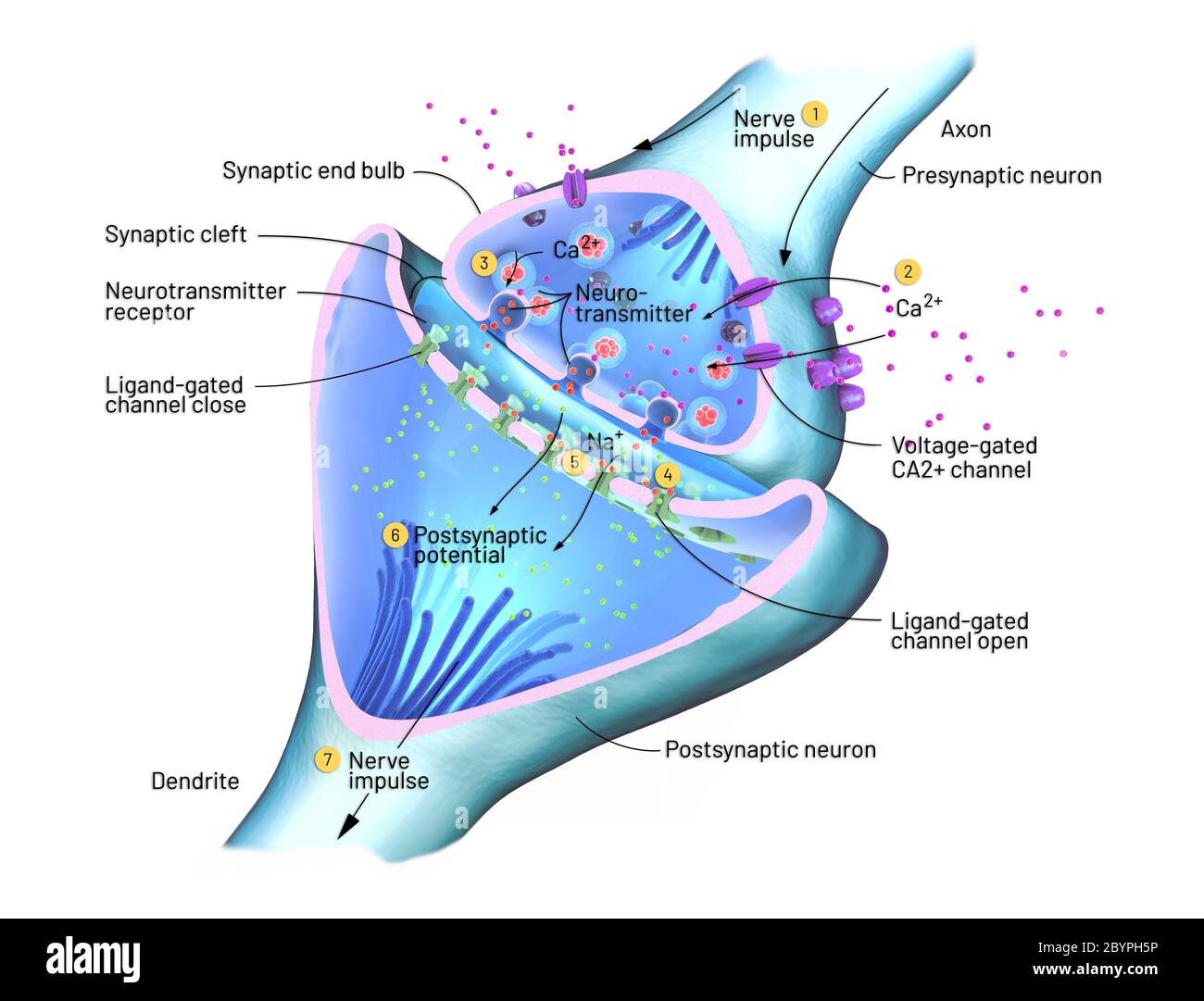 Wissenschaftliche Funktion einer Synapse oder neuronalen Verbindung mit einer Nervenzelle - 3d-Illustration Stockfoto