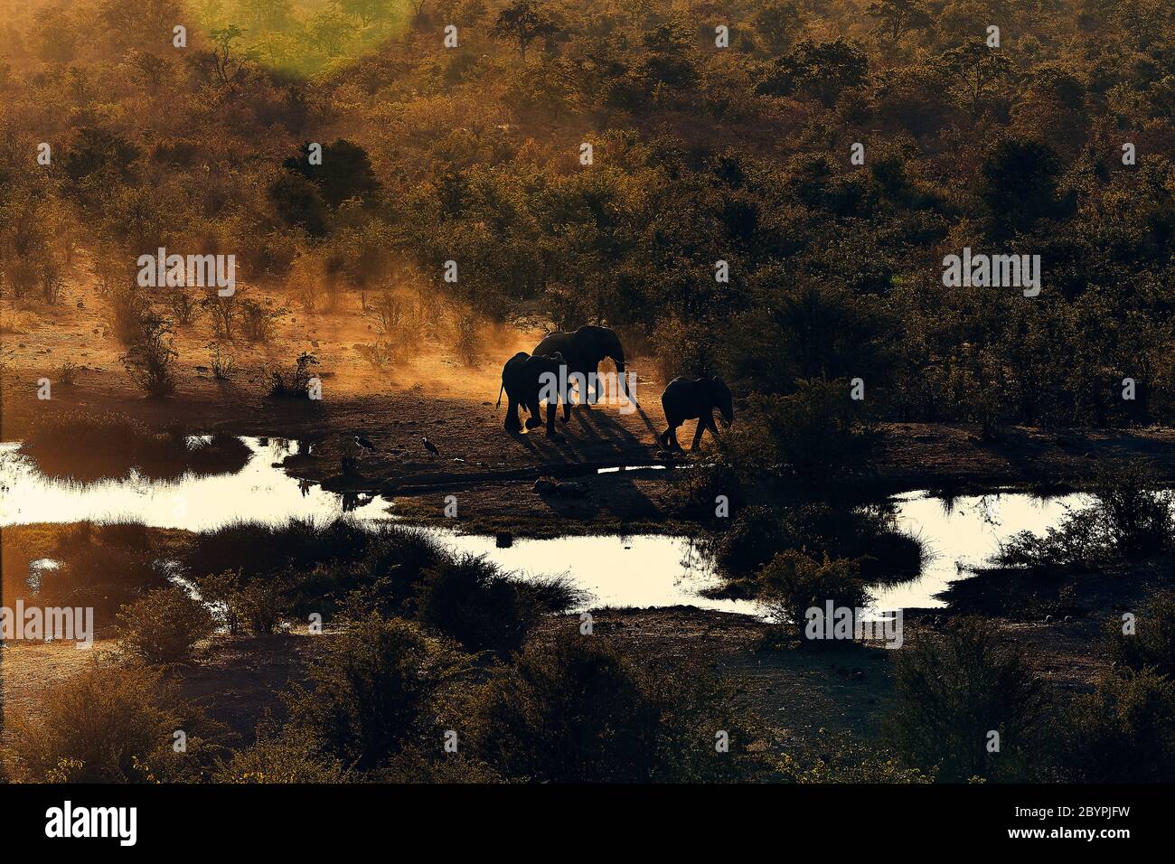 Elefanten vergessen nie den Weg zum Wasserloch, Afrika Buschelefanten Stockfoto