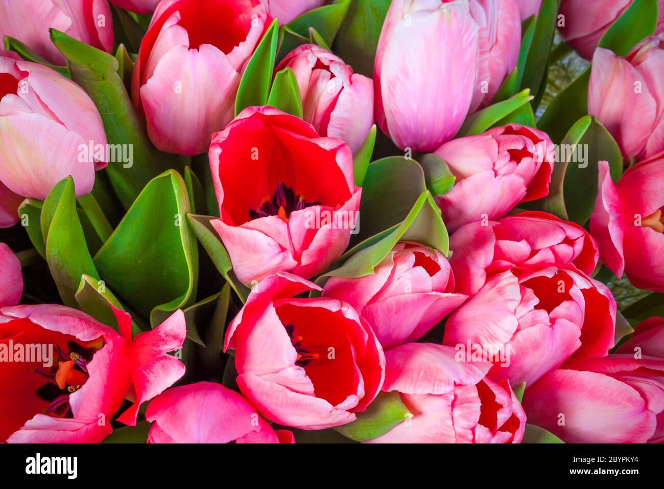 Reihe von Tulpen Stockfoto