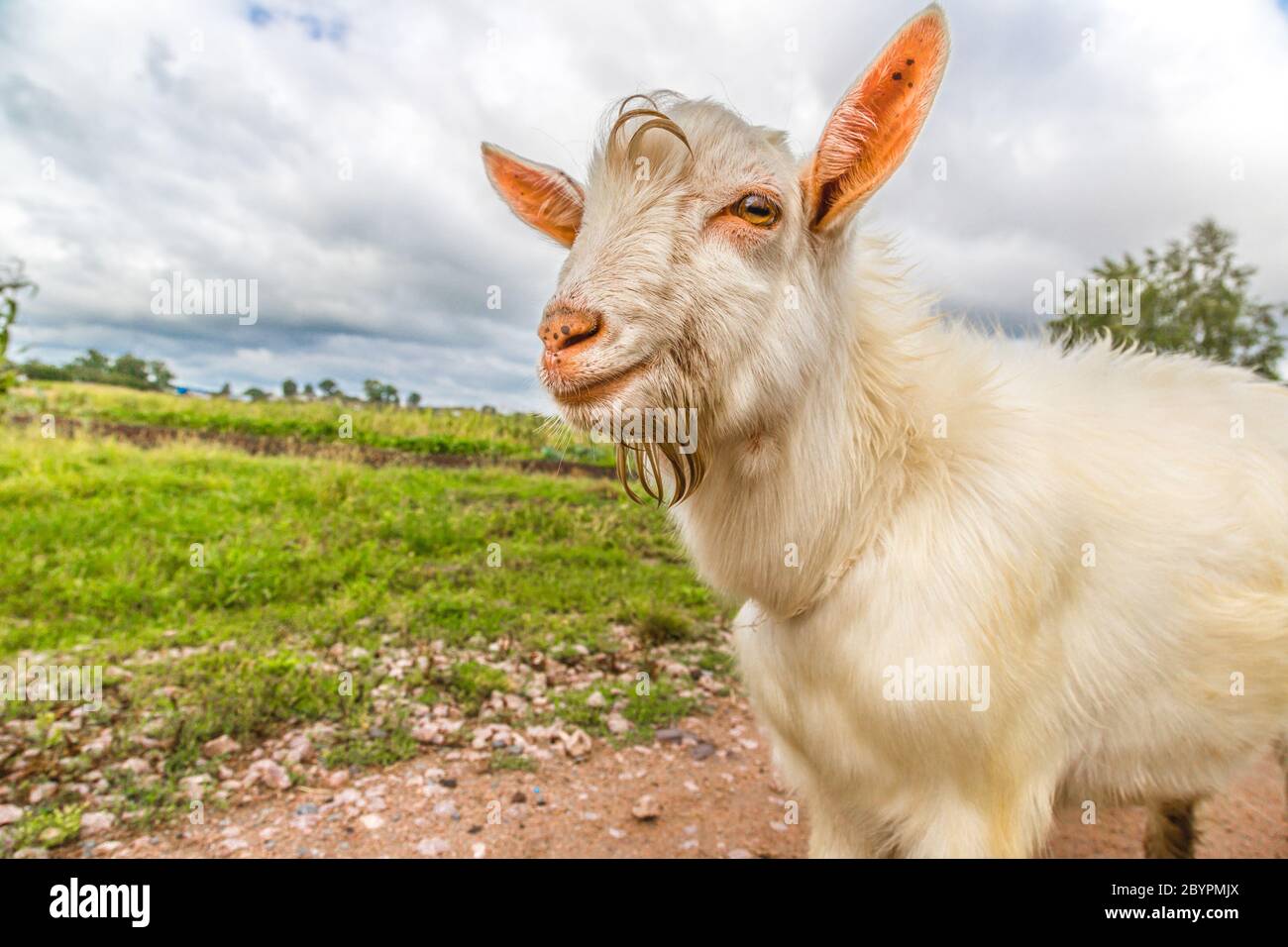 Funny Goat Fotos Und Bildmaterial In Hoher Aufl sung Alamy funny-goat-fotos-und-bildmaterial-in-hoher-aufl-sung-alamy