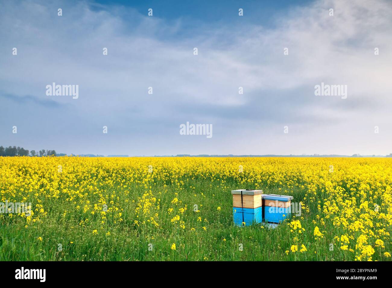 Rapsblumen und Bienenstock über blauem Himmel Stockfoto