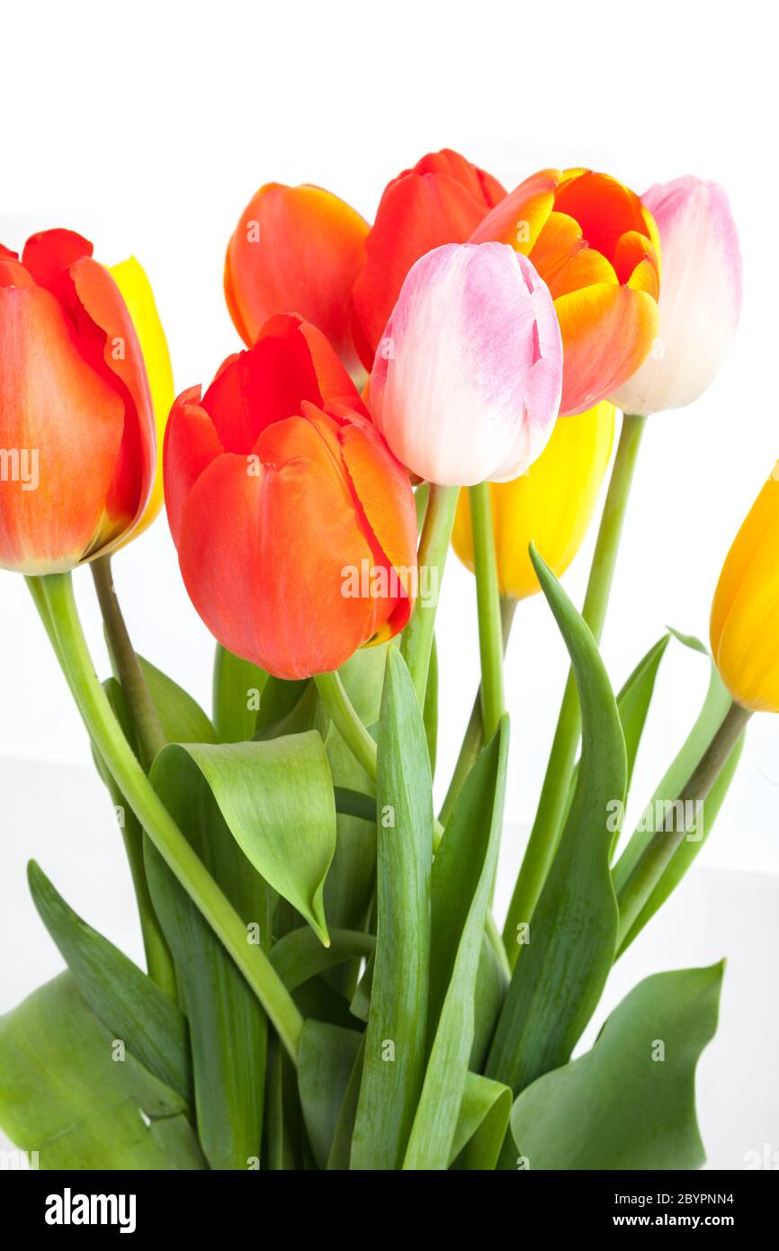 Reihe von Tulpen Stockfoto