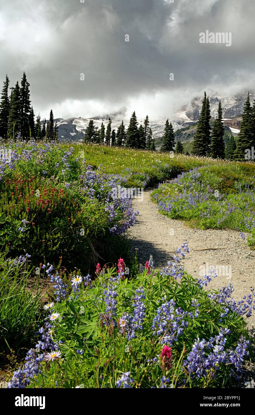 WA16590-00...WASHINGTON - Wildblumen blühen auf Mazama Ridge im Mount Rainier Nationalpark. Stockfoto