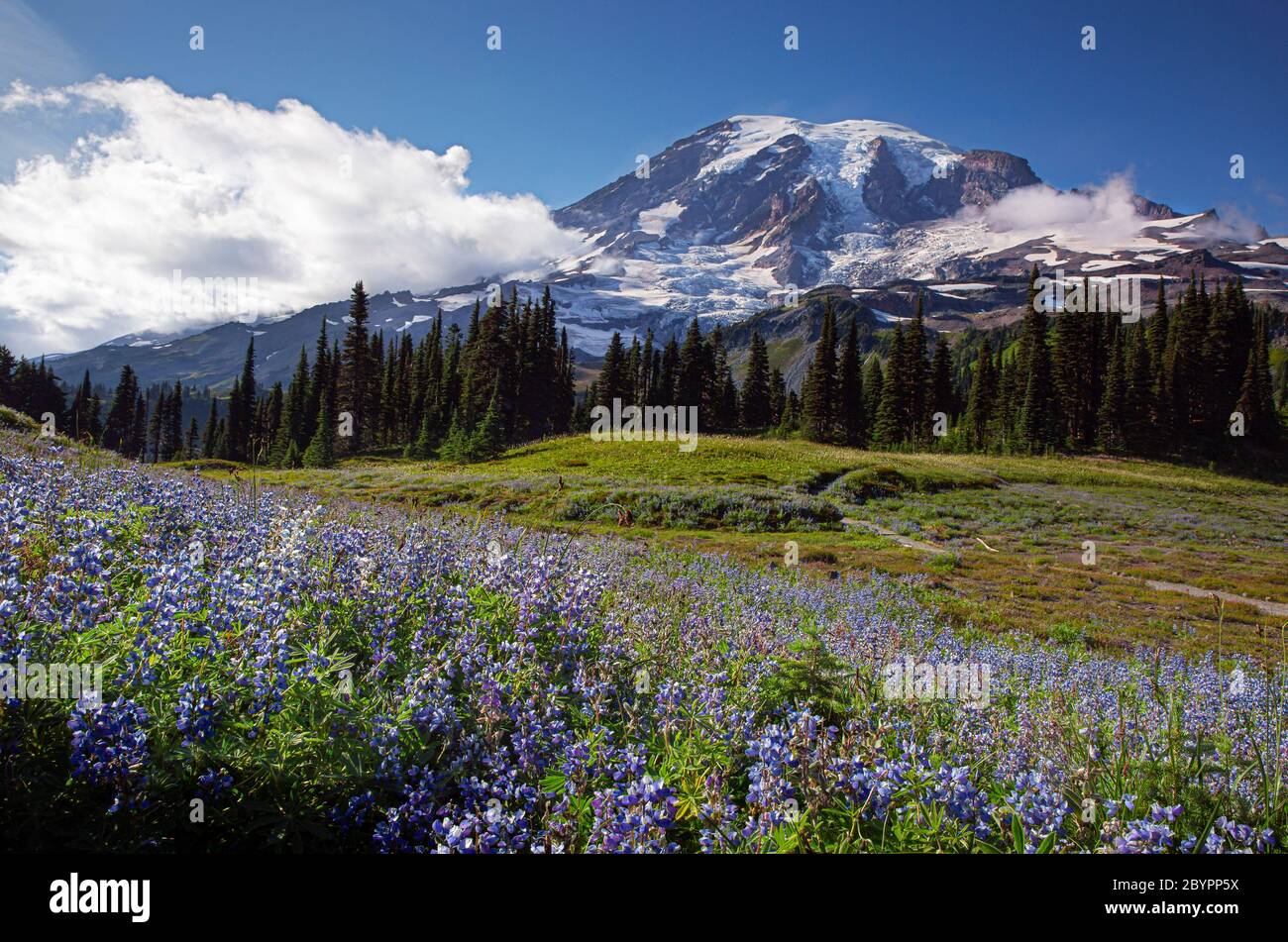 WA16590-00...WASHINGTON - Feld der Lupine blühend auf Mazama Ridge im Mount Rainier Nationalpark. Stockfoto