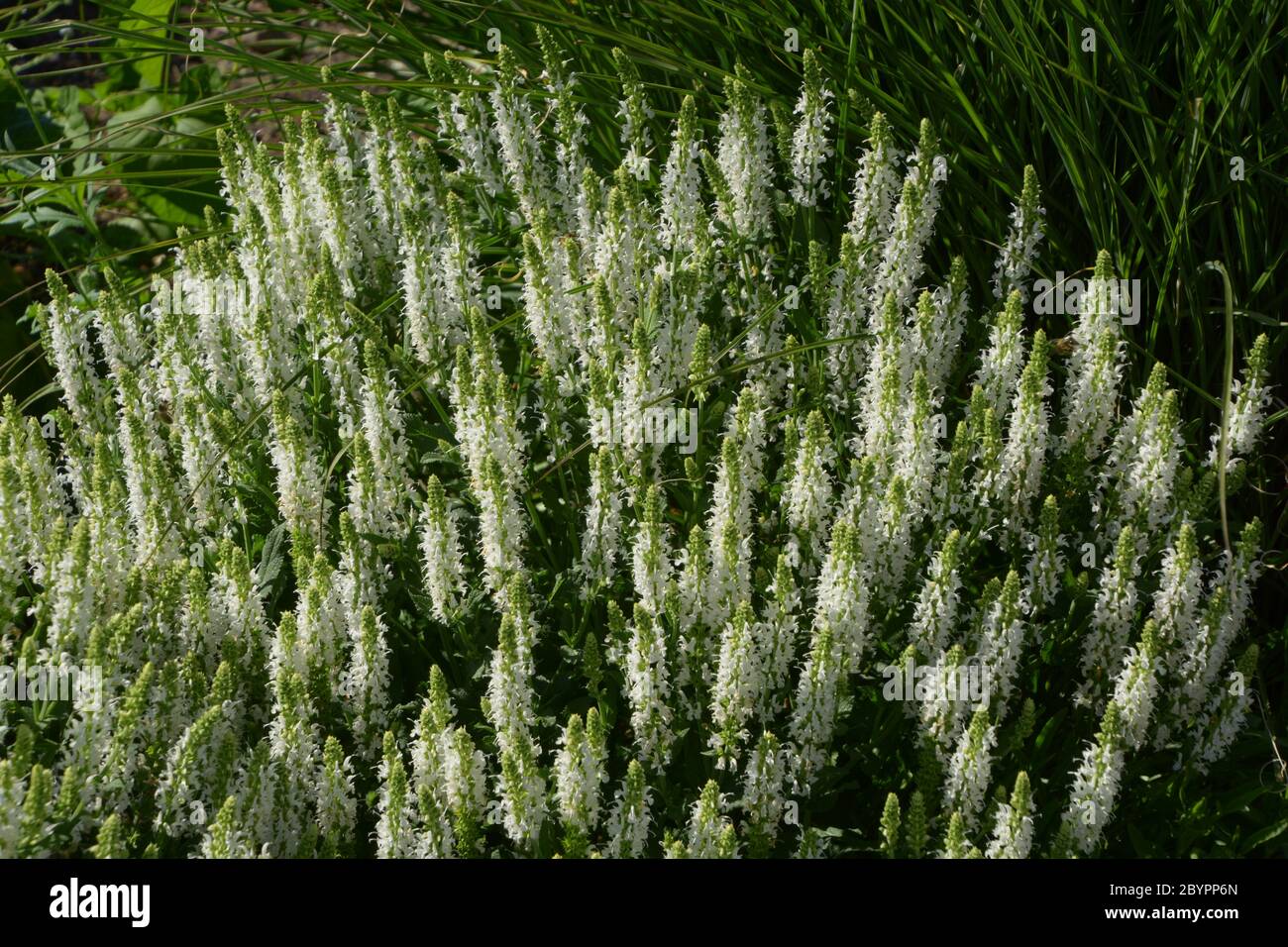 Kräutergarten mit weißem Waldsalbei Anfang juni Stockfoto