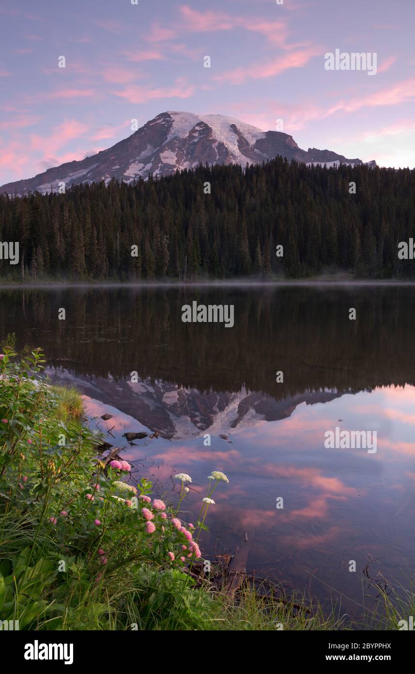 WA16596-00...WASHINGTON - Rosy Spirea blüht am Ufer des Reflection Lake bei Sonnenaufgang im Mount Rainier National Park. Stockfoto