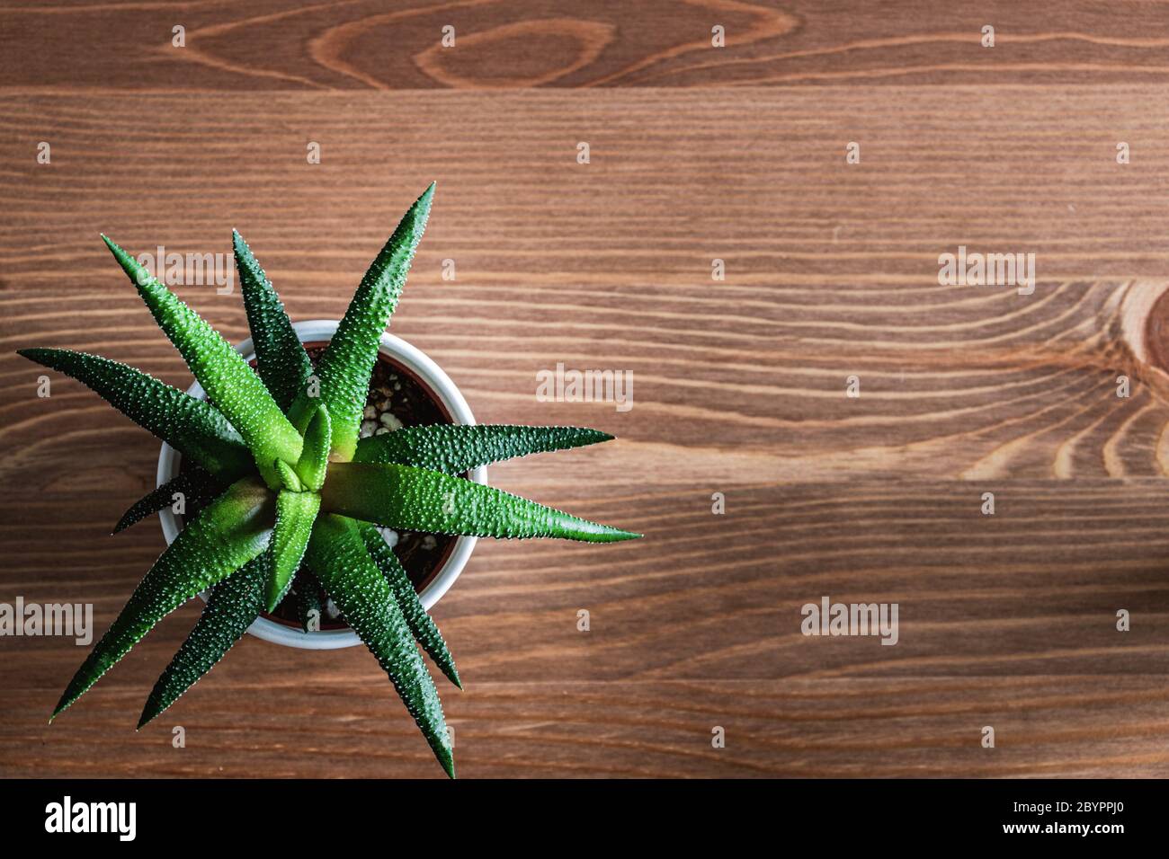 Draufsicht auf junge haworthia attenuata Sukkulente Pflanze in weißem Topf auf einer Holzplatte. Flach Lay Sukkulente Ansicht. Stockfoto