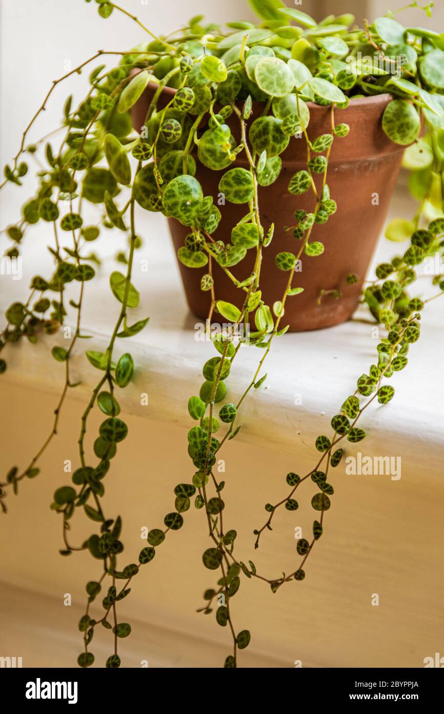 Nahaufnahme der zarten, nachlaufenden Reben der "Schildkrötenstring" (peperomia prostrata) Zimmerpflanze in Terrakotta-Topf auf einer sonnigen Fensterbank. Stockfoto