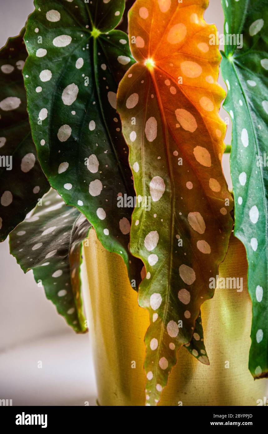 Polka-dot begonia (Begonia maculata var. Wightii) Zimmerpflanze auf einer Fensterbank in goldenem Topf. Trendige Zimmerpflanze Detail in modernen städtischen Wohnung. Stockfoto