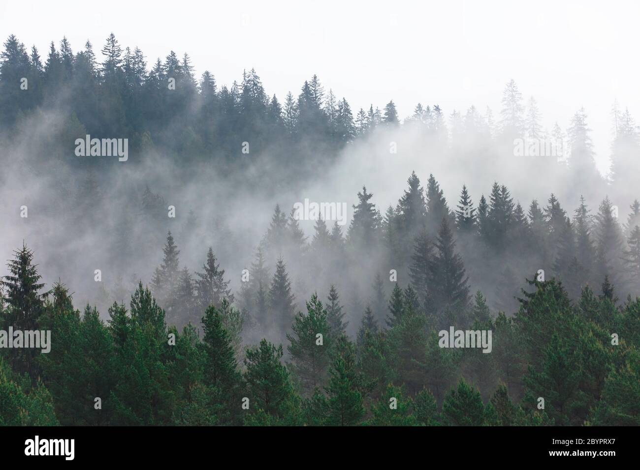 Wald und Nebel nach Regen Stockfoto