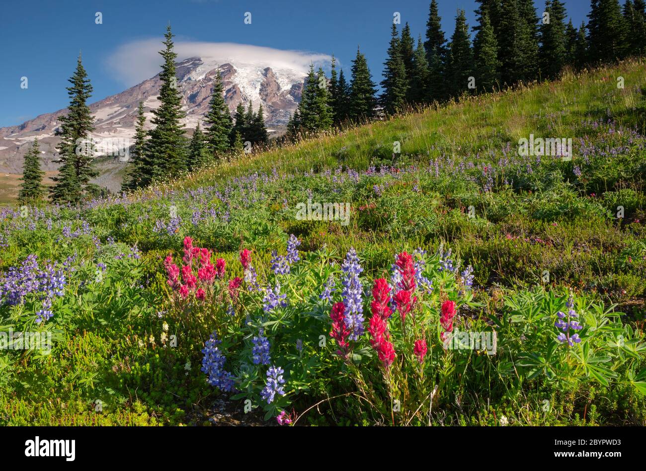 WA16618-00...WASHINGTON - Lupine und Pinsel blühen auf Mazama Ridge im Mount Rainier Nationalpark. Stockfoto