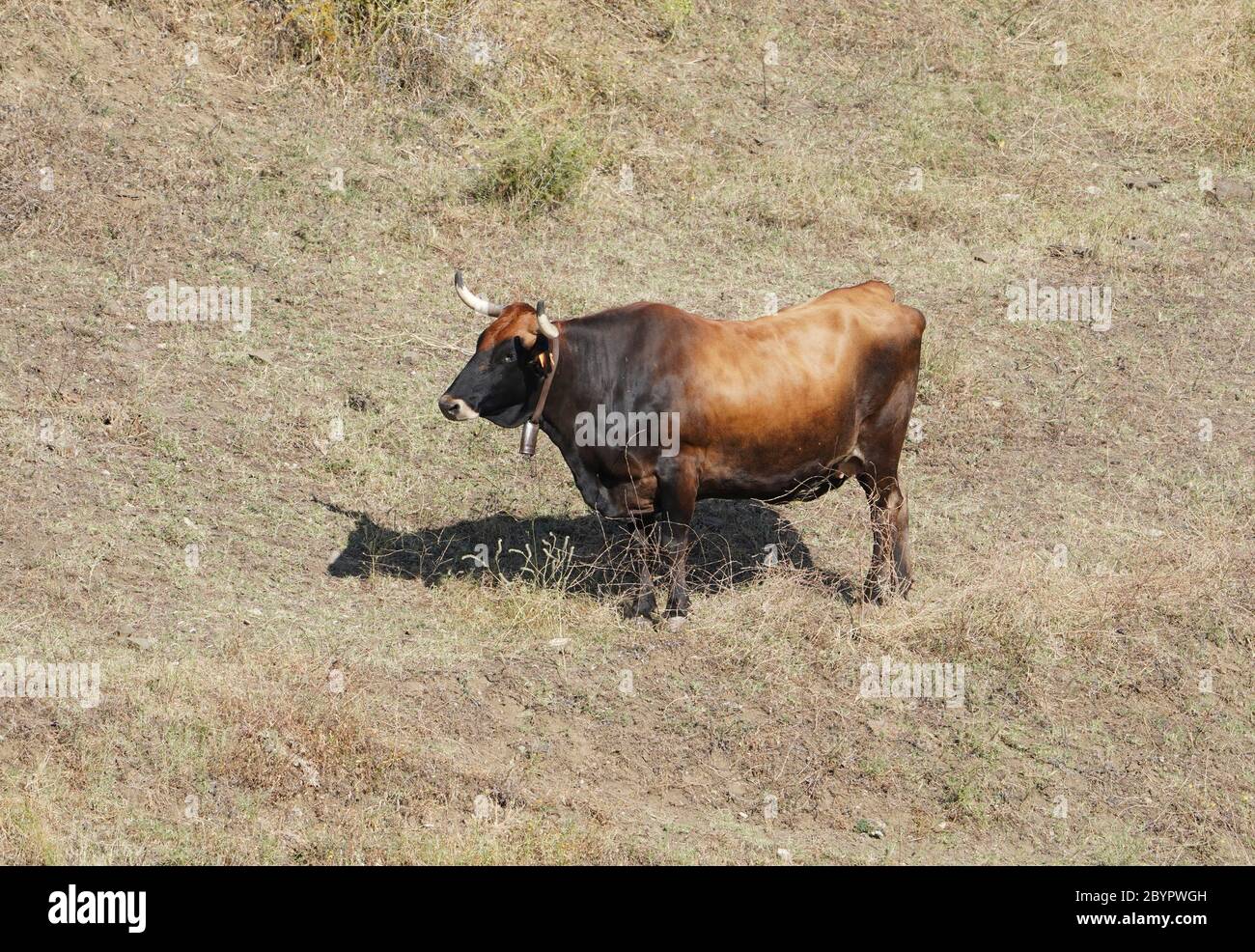 Ein Ochse auf einem Feld in Andalusien, Spanien. Stockfoto