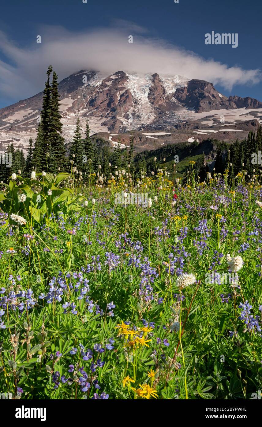 WA16619-00...WASHINGTON - Wildblumen blühen auf Mazama Ridge im Mount Rainier Nationalpark. Stockfoto