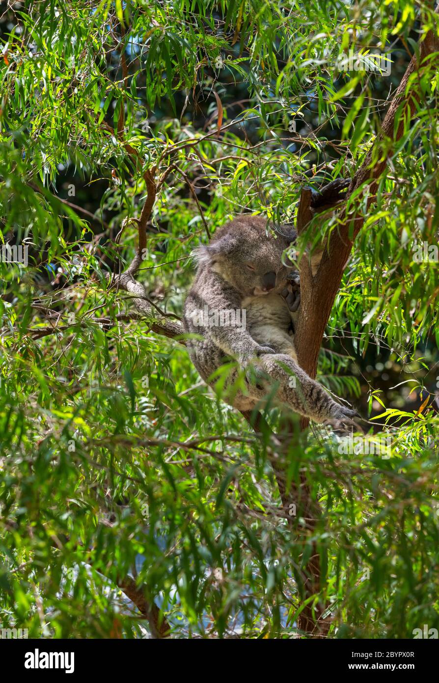 Koala (Phascolarctos cinereus), oft auch als Koala-Bär bezeichnet, schläft in einem Eukalyptusbaum Stockfoto