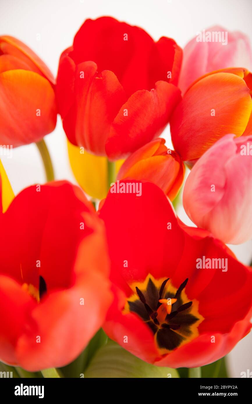 Reihe von Tulpen Stockfoto