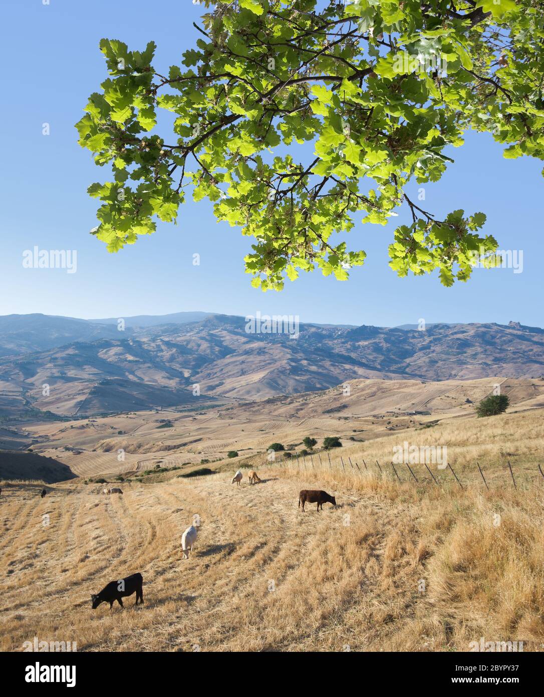 sizilianische Landschaft von Sizilien im Sommer mit Eichenlaub und Herde von Kuh grasen Stoppeln von Weizenfeld Stockfoto