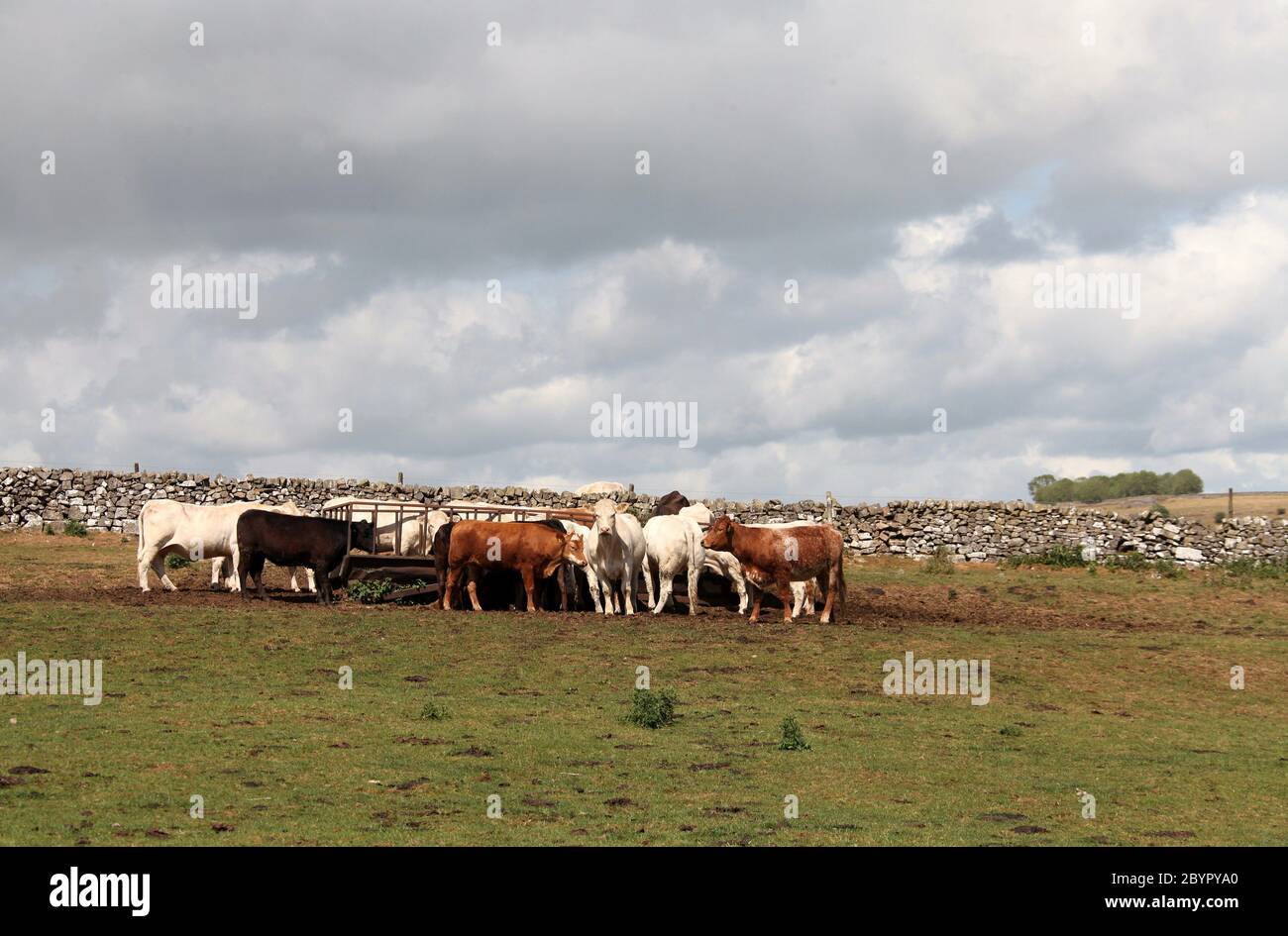 Viehzucht neben einem öffentlichen Fußweg durch landwirtschaftliche Flächen auf einer Staffordshire Farm Stockfoto