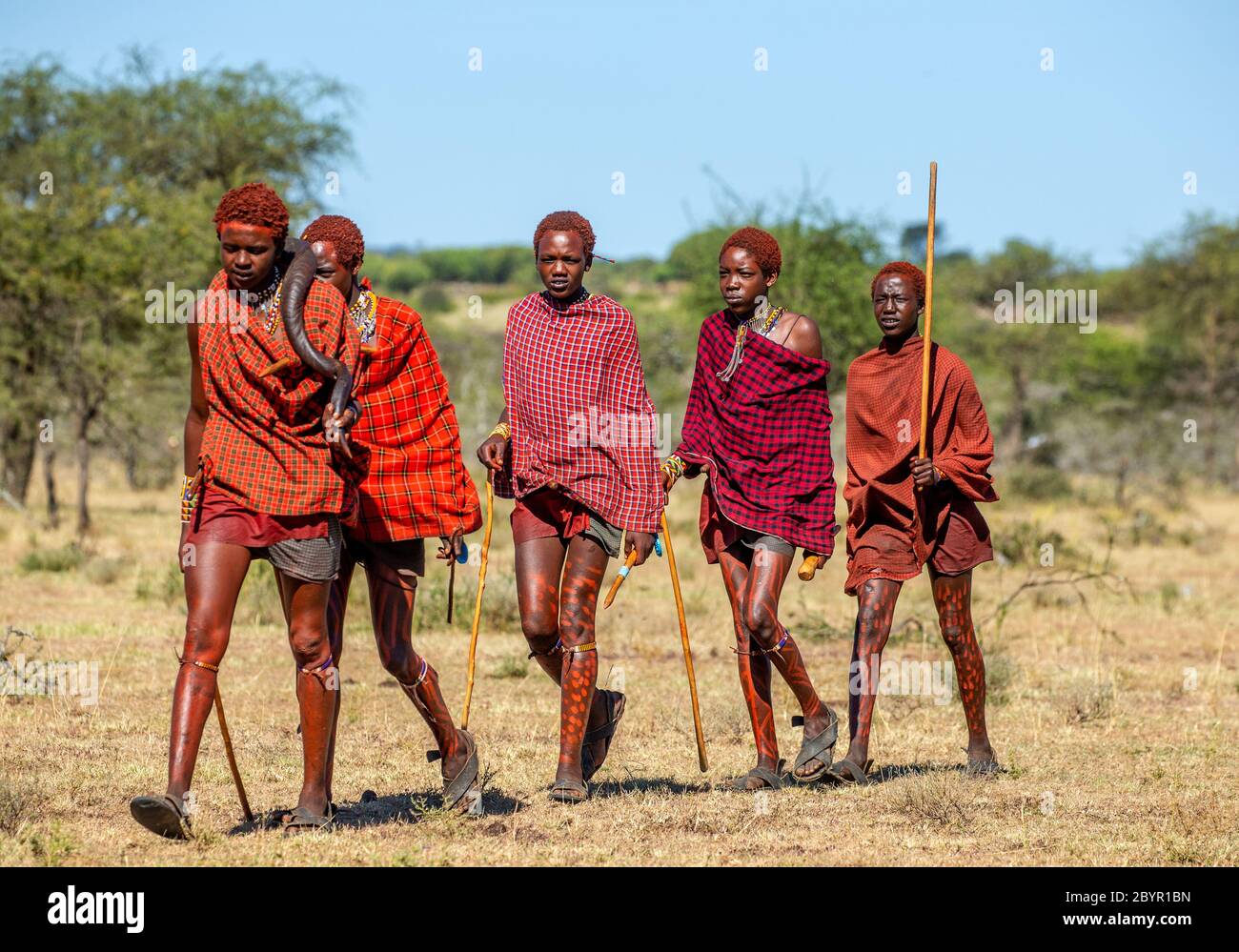 Eine Gruppe junger Masai-Krieger geht in traditioneller Kleidung entlang der Savanne. Tansania, Ostafrika, 12. August 2018. Stockfoto