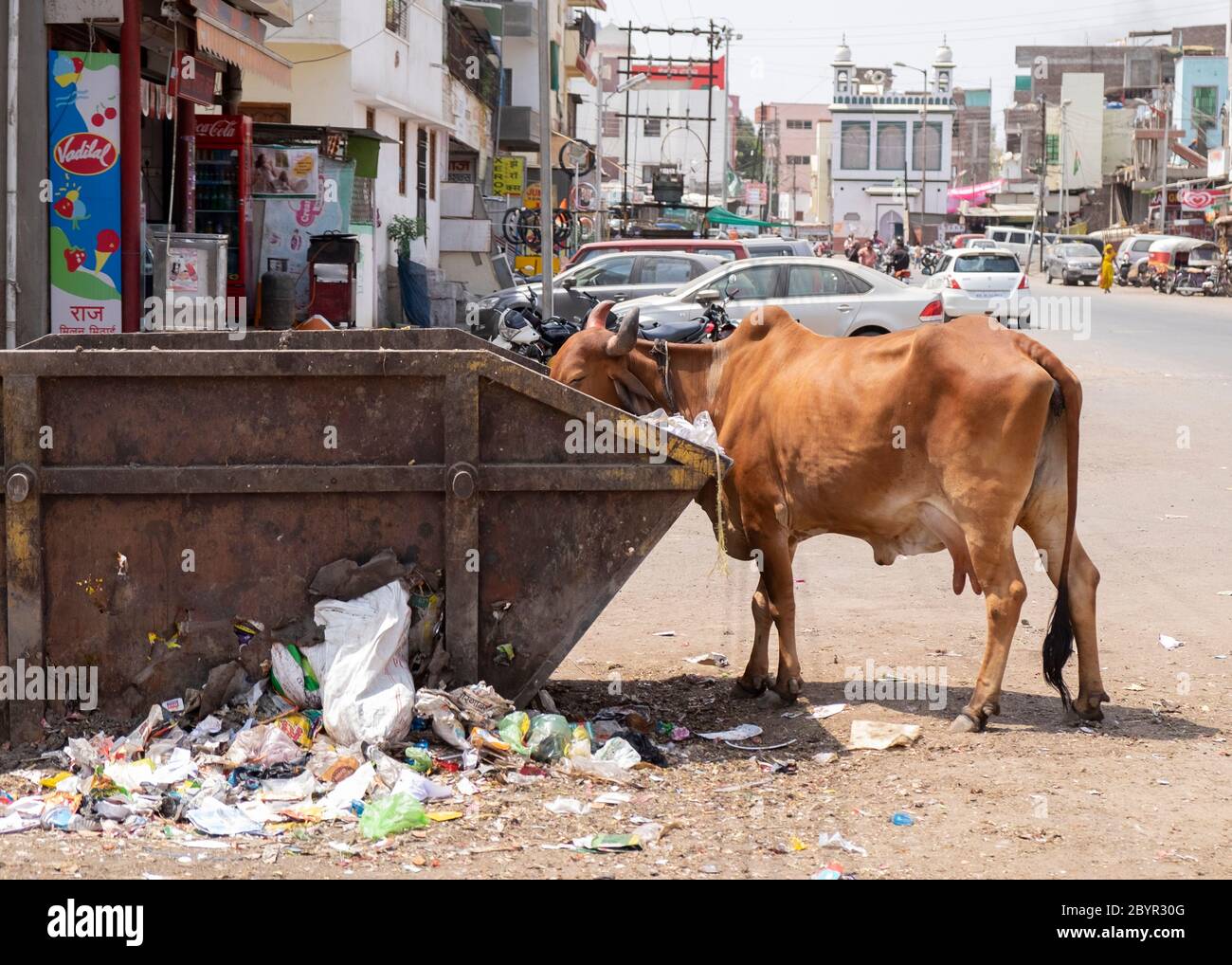 Kuh, die Müll aus einem Container in den Straßen von Aurangabad, Maharashtra, Indien isst. Stockfoto