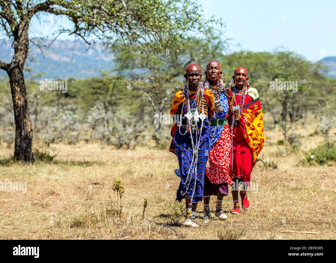 Masai Frauen in traditioneller Kleidung wandern in der Savanne. Tansania, Ostafrika, 12. August 2018. Stockfoto