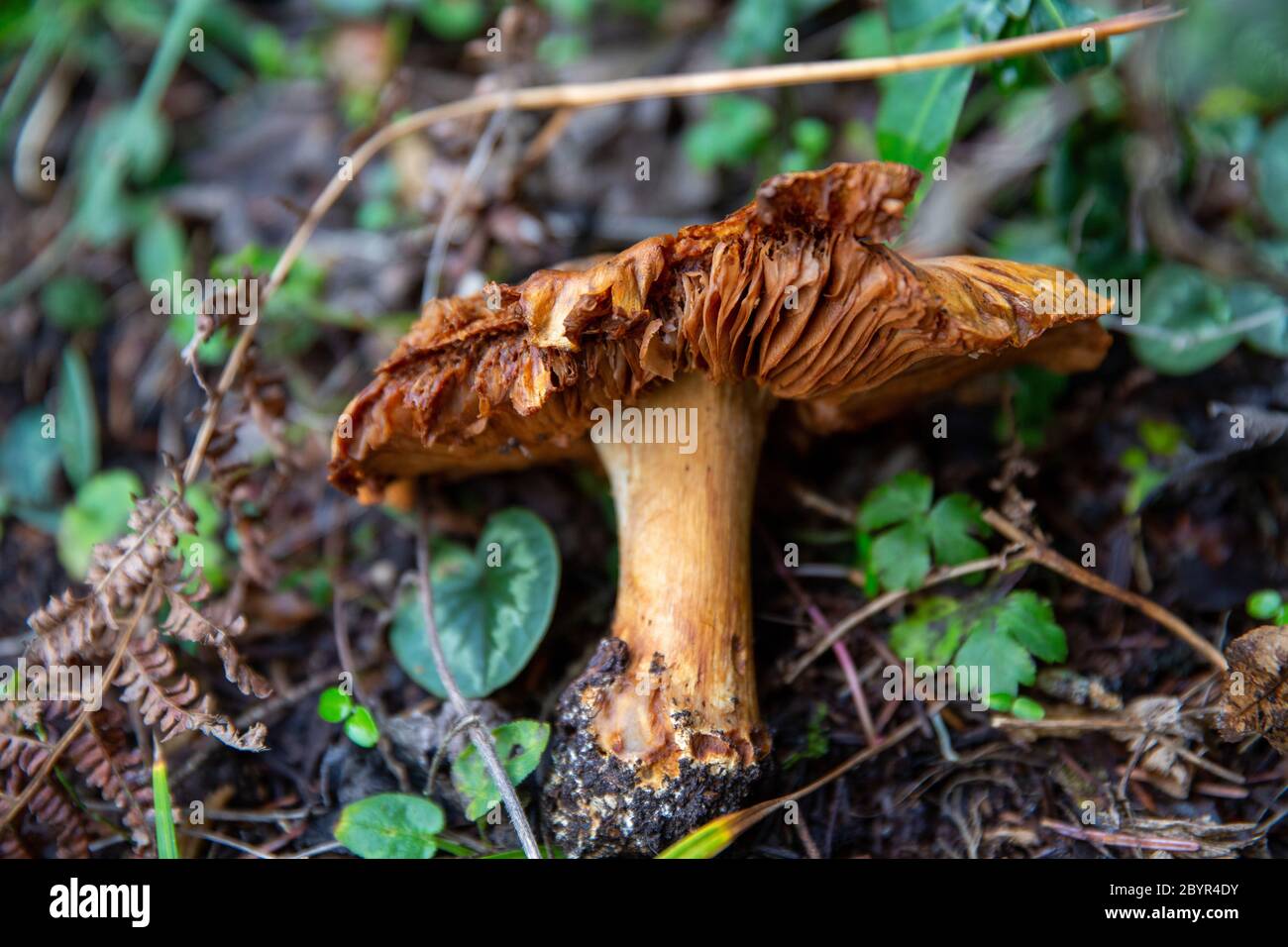 Ein wilder brauner Pilz liegt auf Waldboden, BOLU SEE TÜRKEI Stockfoto