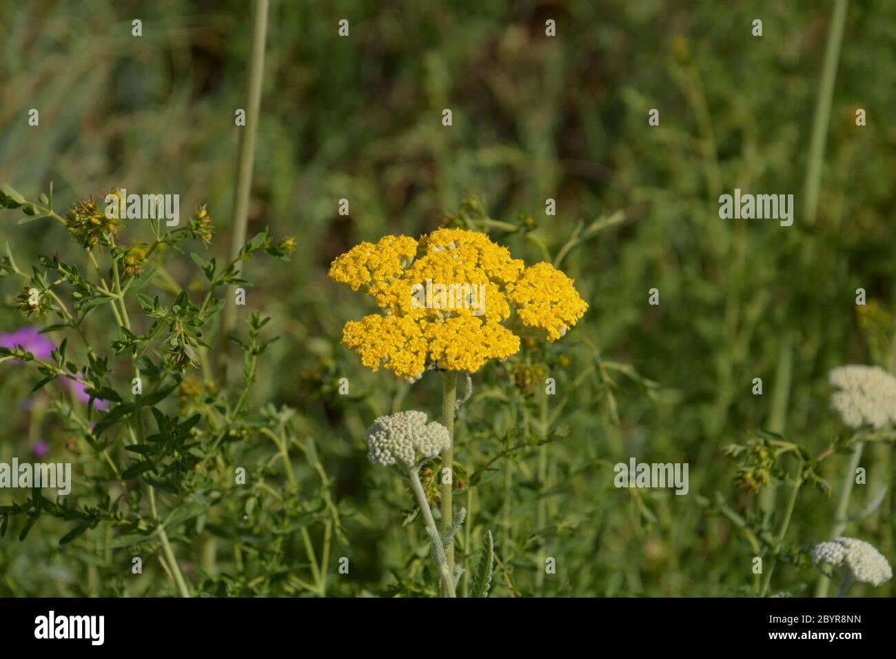achillea filipedulina oder Milfoil in Blüte mit kleinen gelb-goldenen Blüten Stockfoto