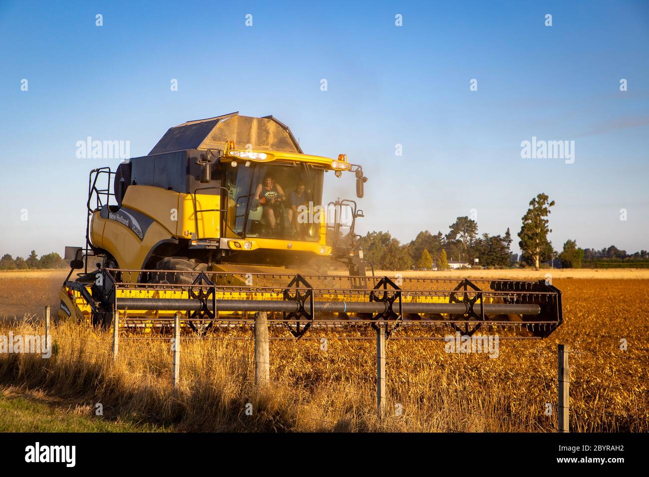 Sheffield, Canterbury, Neuseeland, Februar 10 2020: Ein gelber New Holland CR980 Mähdrescher bei der Arbeit in einem Feld von Erbsen für Samen angebaut Stockfoto
