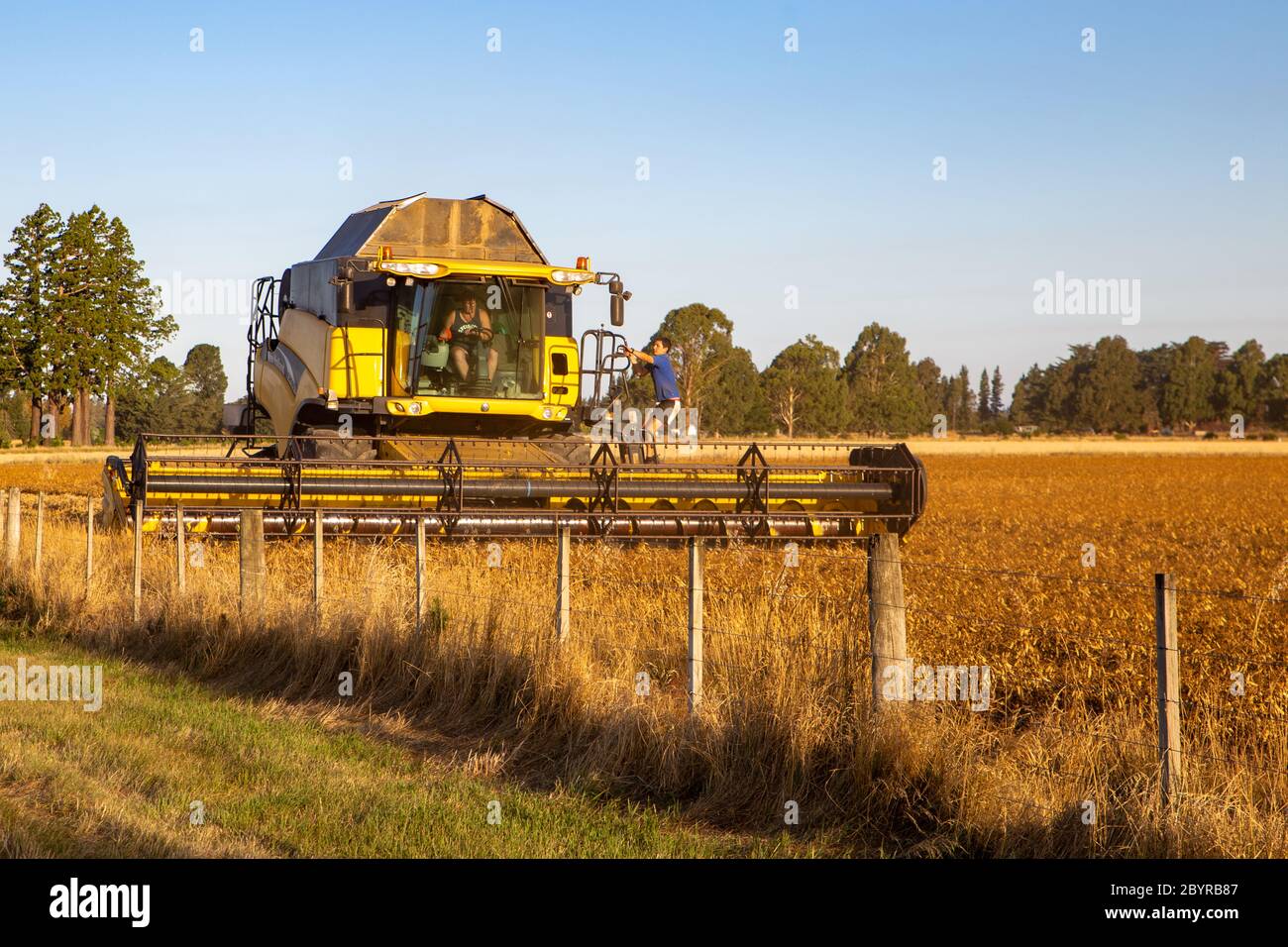 Sheffield, Canterbury, Neuseeland, Februar 10 2020: Ein gelber New Holland CR980 Mähdrescher bei der Arbeit in einem Feld von Erbsen für Samen angebaut Stockfoto