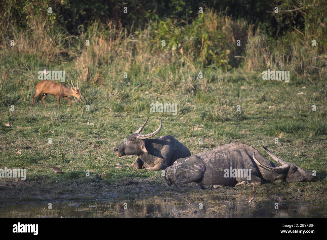 Asiatic Wild Buffalo, Bubalus arnee, Kaziranga National Park, Assam, Indien Stockfoto