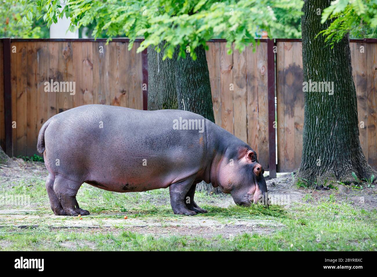 Ein großer Nilpferd ist ein pflanzenfressendes, semi-aquatisches Säugetier, das in der Nähe großer Eichen mit grünem Gras gezüchtit ist. Stockfoto