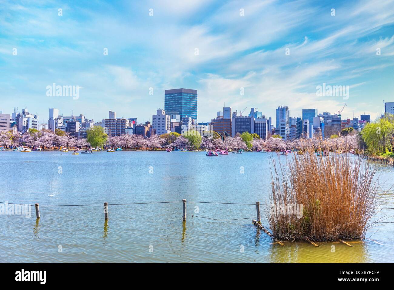 Getrocknetes Susuki Gras vor dem Shinobazu Teich des Kaneiji Tempels umgeben von Kirschblüten, wo Paare Entenförmige Pedalos mit Gebäude genießen Stockfoto