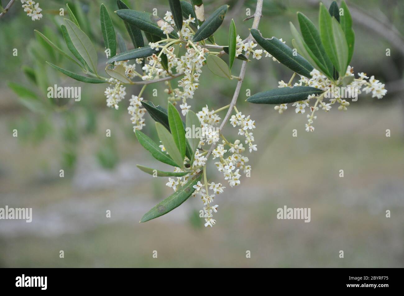 Olivenbaum Zweig voller Blüte. Schöne Olivenblüte Schuss Nahaufnahme grünen und gelben Farben Stockfoto