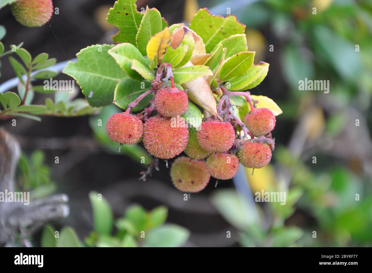 Kugelige Früchte Stockfotos und -bilder Kaufen - Alamy