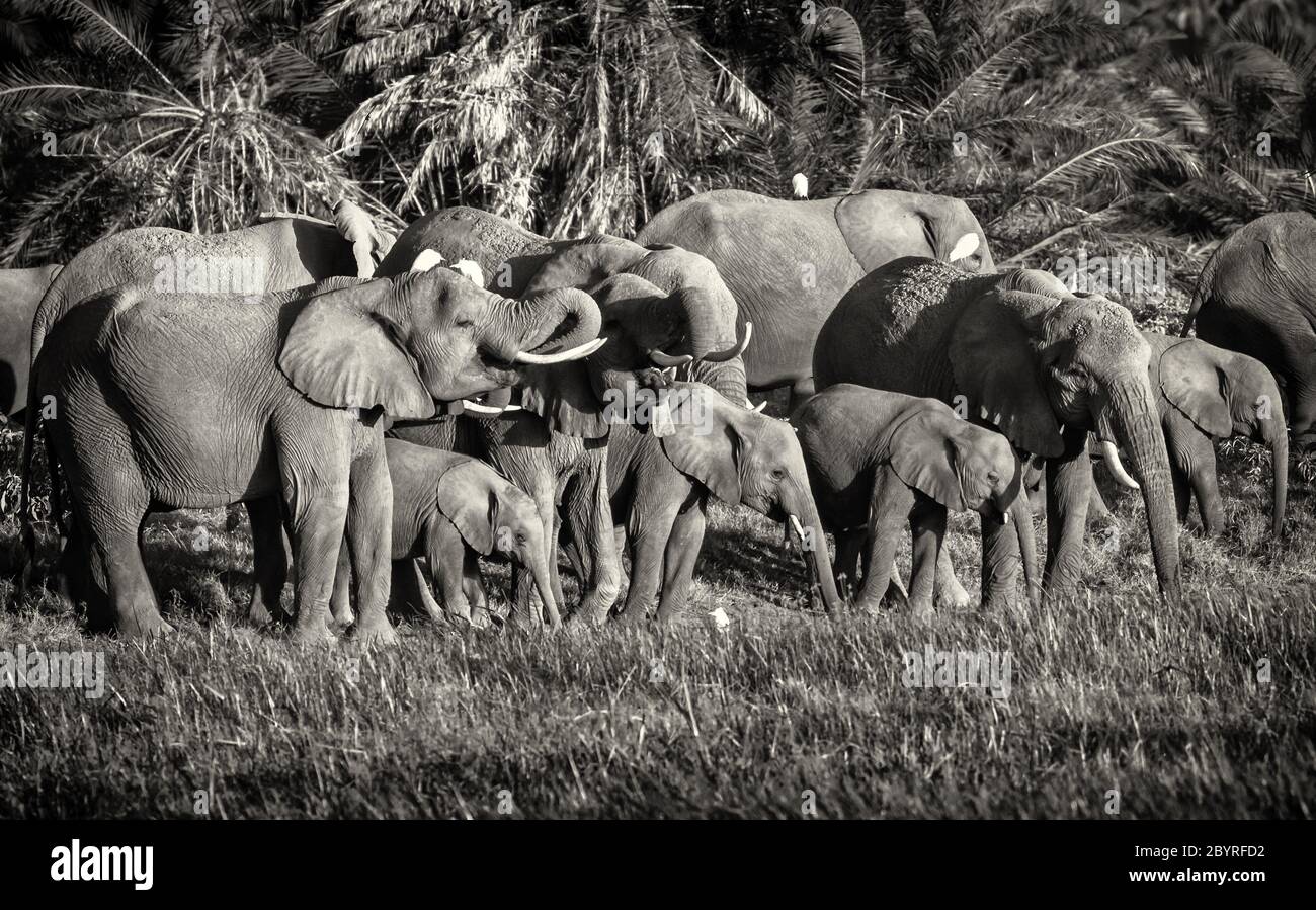 Afrikanische Elefanten trinken Wasser mit bis zum Mund gerollten Stämmen, vielen Babys und Kälbern. Amboseli, Kenia, Afrika. Loxodonta Africana in monochrom Stockfoto