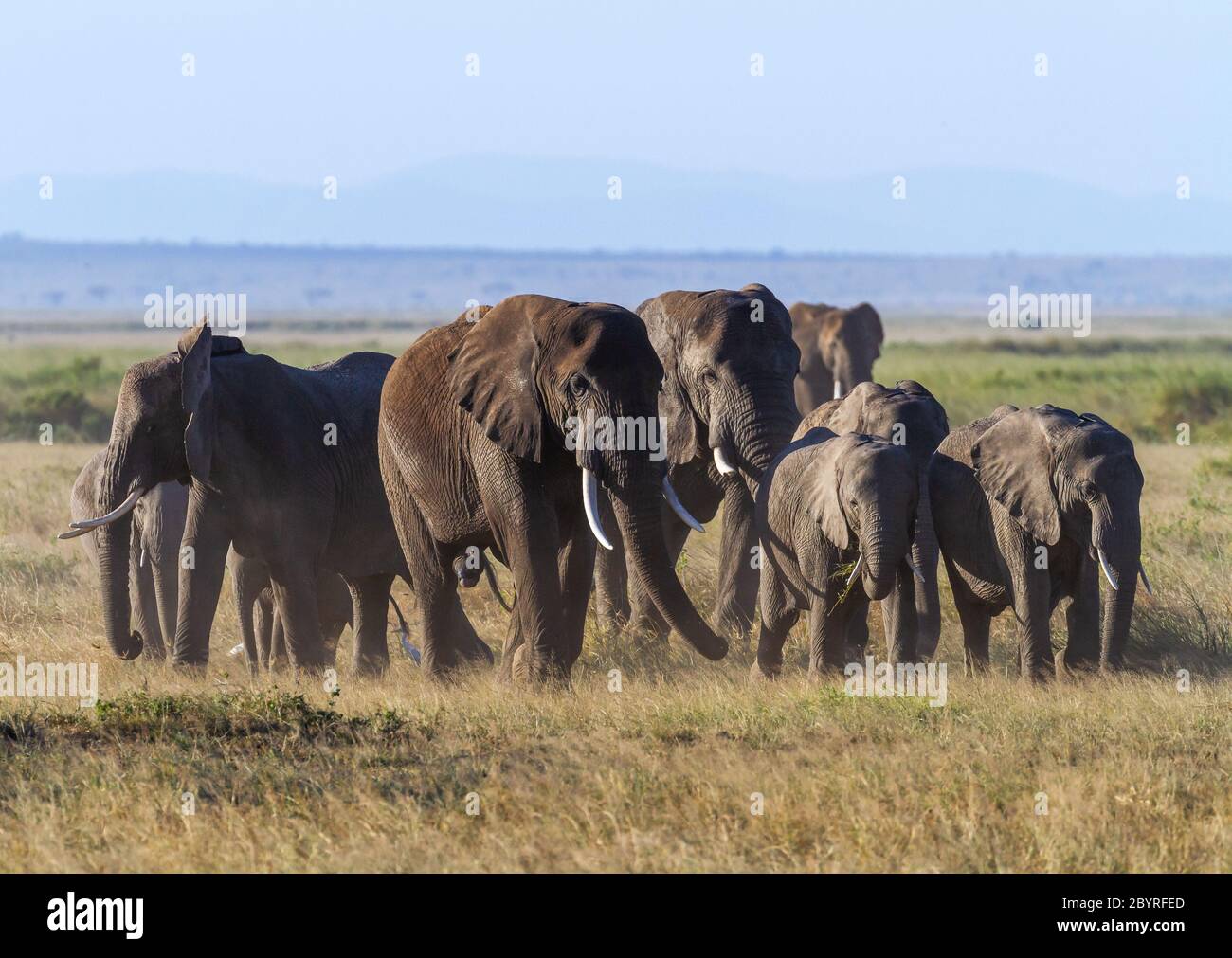 Afrikanische Elefantenherde auf staubiger afrikanischer Savanne, Gruppe von Erwachsenen und Kälbern dicht beieinander. Amboseli Nationalpark, Kenia, Afrika. 'Loxodonta Africana Stockfoto