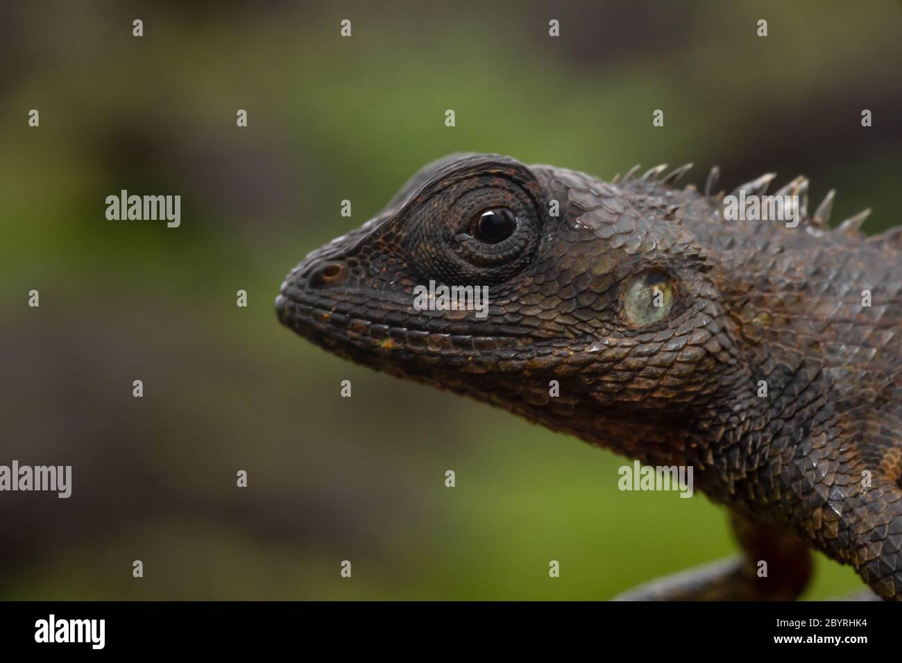 Garden Lizard, Calotes versicolor, lateral Head shot, Kaas, Maharashtra, Indien Stockfoto