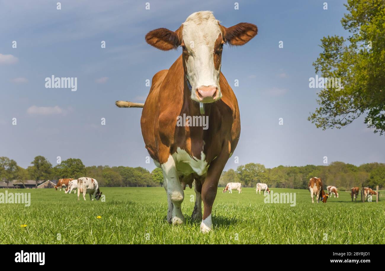Braun-weiße holsteiner Kuh, die in den Niederlanden im Gras steht Stockfoto