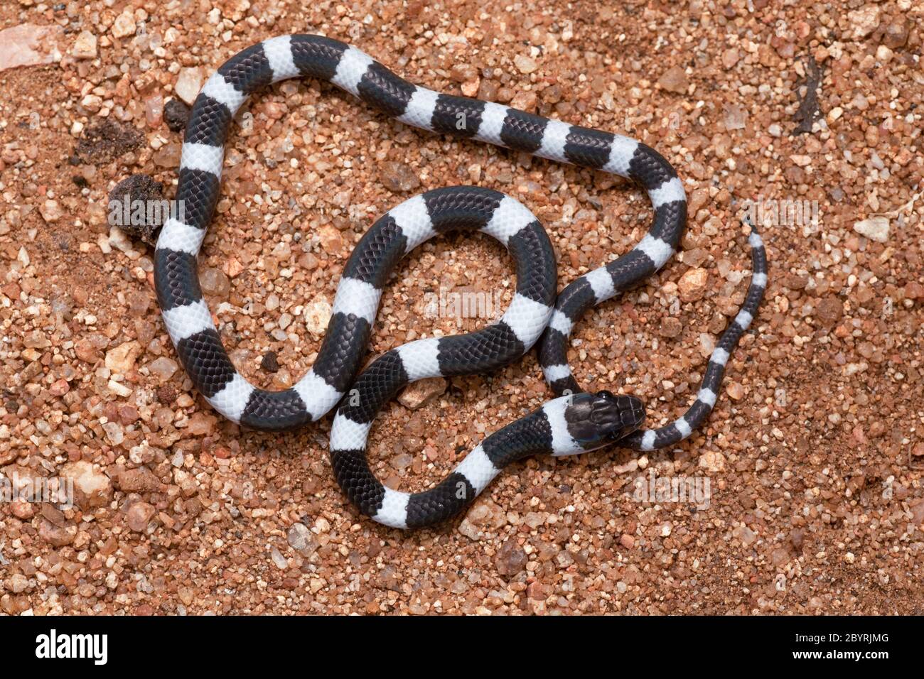 Common Bridle Snake Ganzkörperaufnahme, Dryocalamus nympha, Hampi, Karnataka, Indien Stockfoto