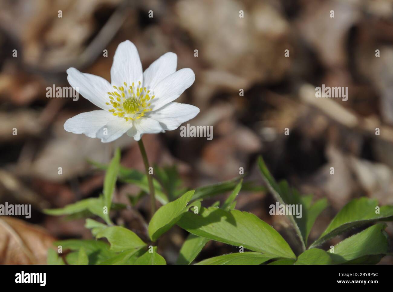 Holzanemone weiße Waldwildblume Stockfoto